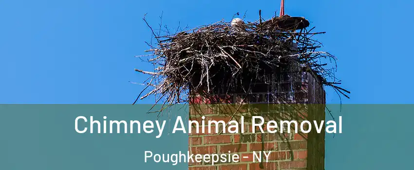 Chimney Animal Removal Poughkeepsie - NY