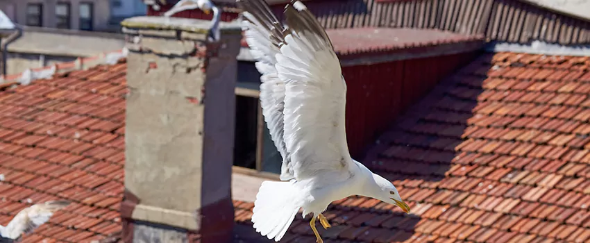 Residential Chimney Animal Removal Solution in Poughkeepsie, NY